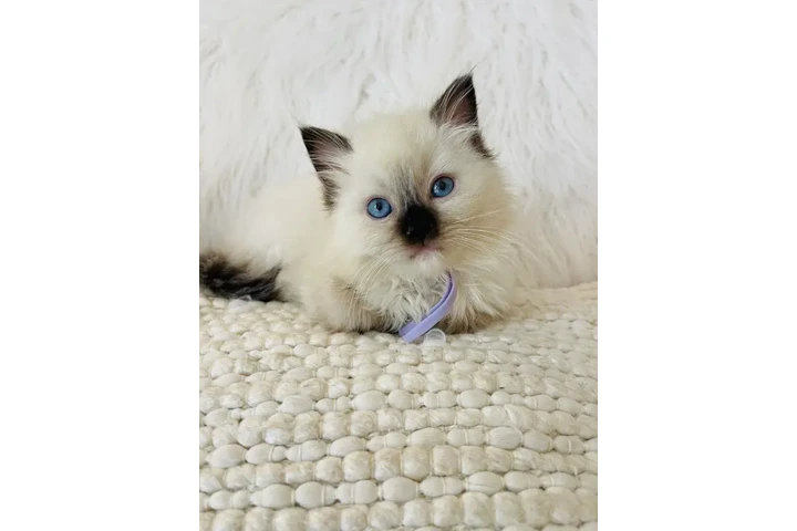 $220 : Gatitas Ragdoll hembras image 2