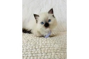 $220 : Gatitas Ragdoll hembras thumbnail