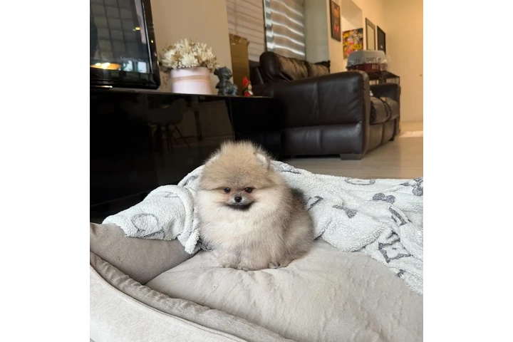 $350 : Pomerania taza de té image 3