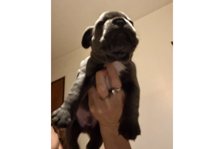 $899000 : Cachorros Bulldog Francés image 8