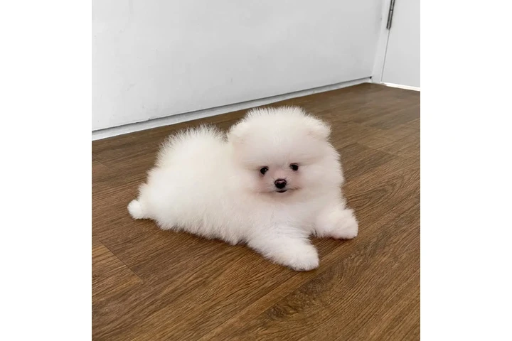 $350 : Pomerania macho y hembra image 3