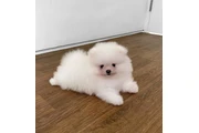 $350 : Pomerania macho y hembra thumbnail