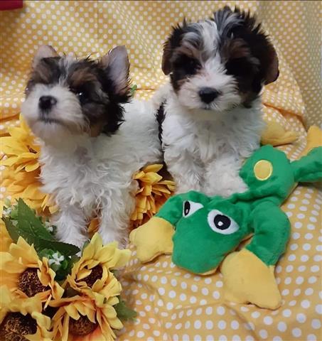 $250 : Teacup Yorkie Puppies image 1