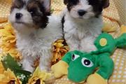 Teacup Yorkie Puppies en Trenton