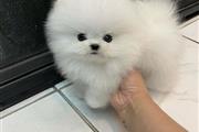 $250 : Pomeranian puppies for sale thumbnail