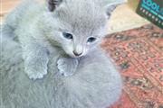 Gatitos azul ruso socializados en Ponce