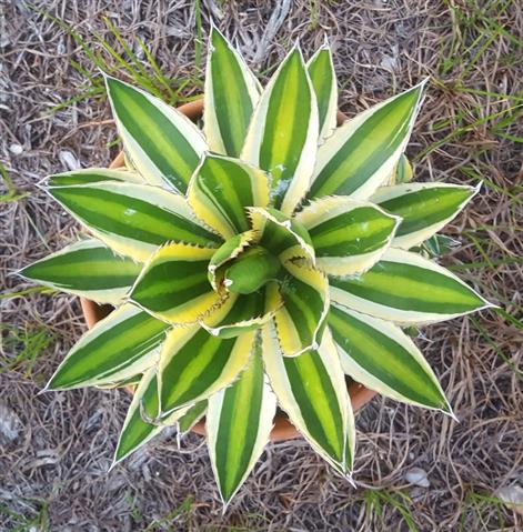 $20 : Agave Picudo image 1