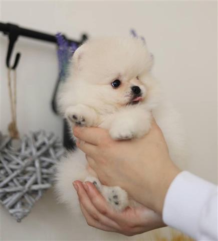 $400 : Teacup Pomeranian Ready image 1