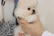 $400 : Teacup Pomeranian Ready thumbnail