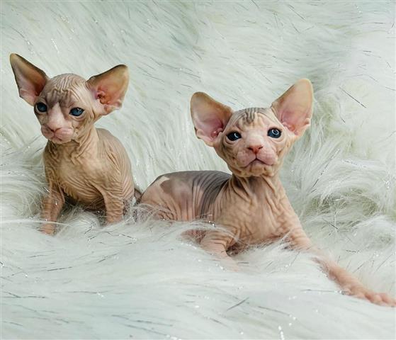 $350 : Sphinx kittens For sale image 1