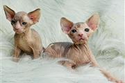 Sphinx kittens For sale en Canton