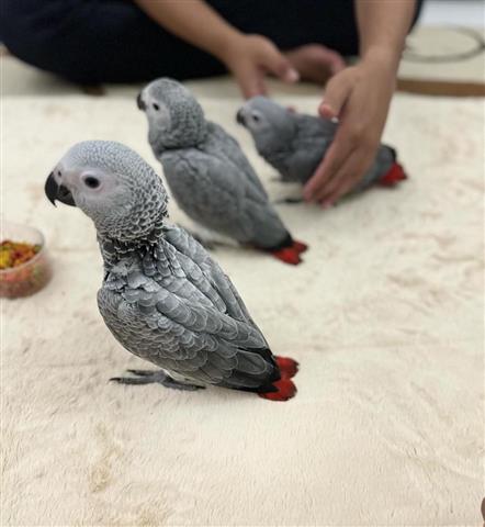 $400 : Pair African Grey image 1