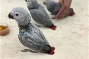 Pair African Grey en San Jose