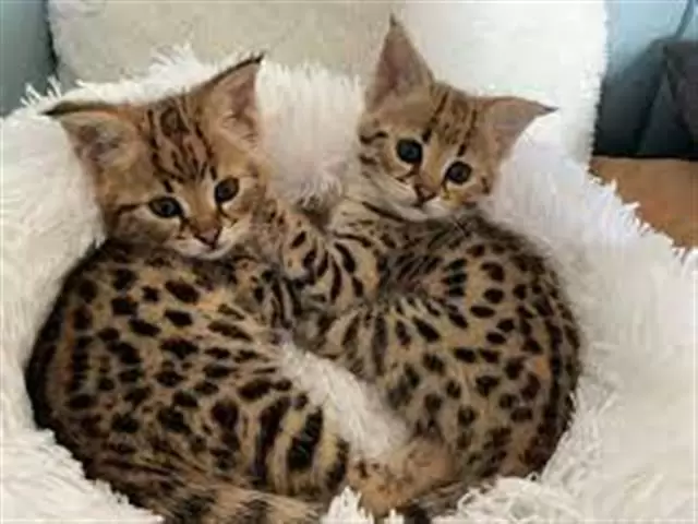$100 : Great qualitypurebred Bengals❤ image 4