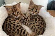 $100 : Great qualitypurebred Bengals❤ thumbnail