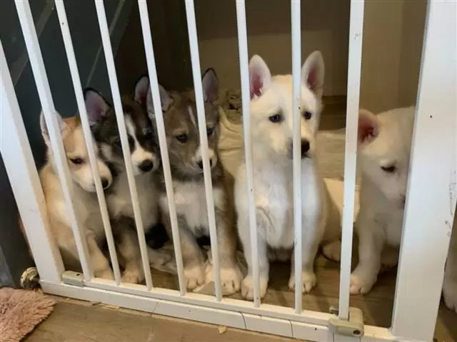 $600 : HUSKY PUPPYS READY image 2