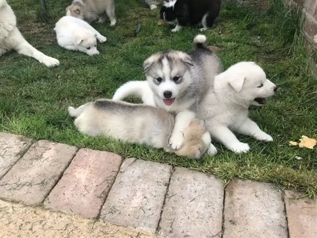 $550 : Purebred Siberian Husky Puppie image 3