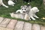$550 : Purebred Siberian Husky Puppie thumbnail