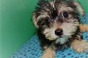 Text adopt yorkies avail en Shreveport