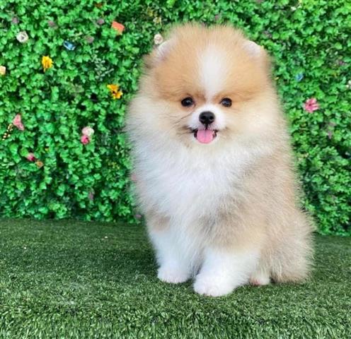 $250 : Teacup Pomeranian Puppies image 1