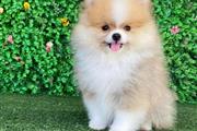 Teacup Pomeranian Puppies en Imperial County