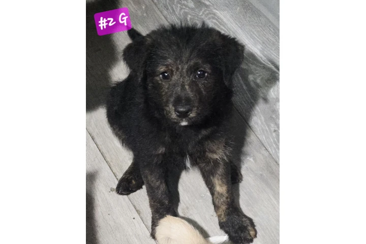 Perritos de 2 meses⁹ image 1