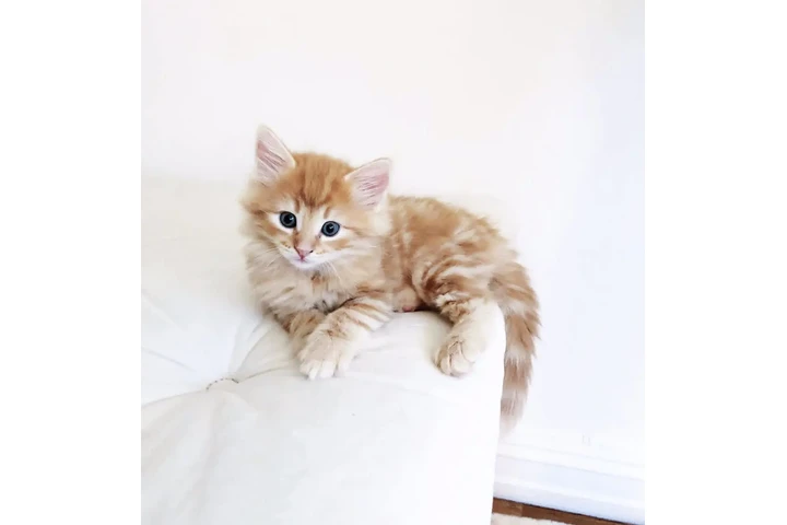 $450 : Female Maine Coon Available image 1