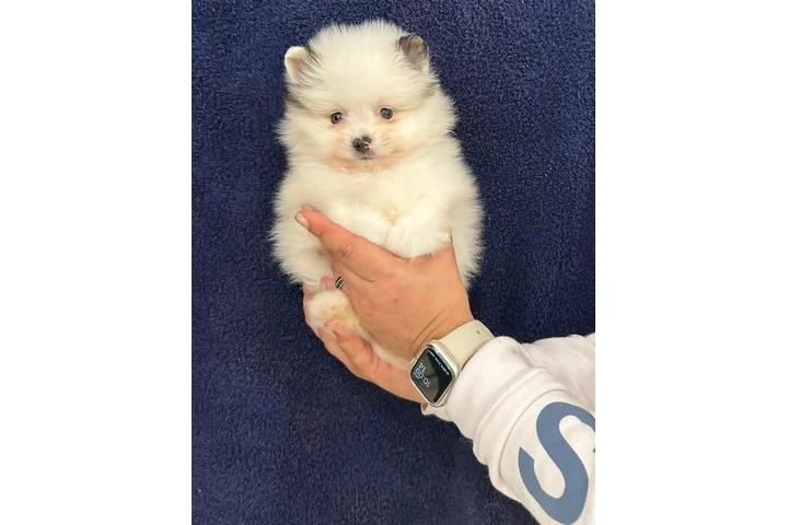 $600 : Cachorros de Pomerania image 2