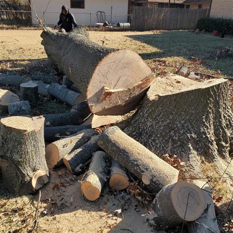 Nicolas tree service in OK image 5