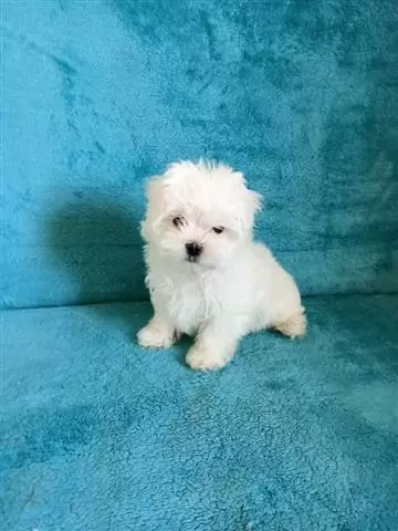 $650 : Healthy Adorable Maltese Pups. image 1