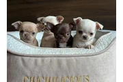 chihuahua en venta en Miami