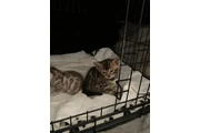 $240 : Gatitos Bengalíes Rosetados thumbnail