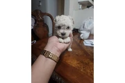Maltipoo en Los Angeles