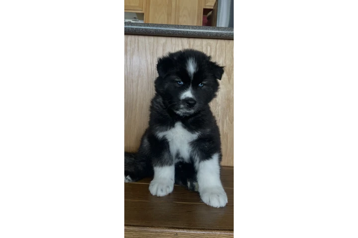 $400 : Siberian Husky Puppies image 3
