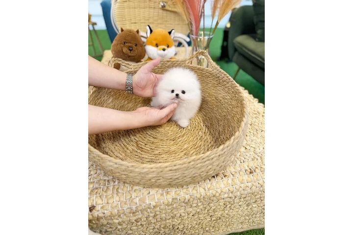$300 : Pomeranian puppies image 2