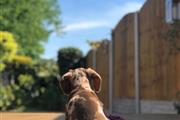 Mini Dapple Dachshund Puppies en San Antonio