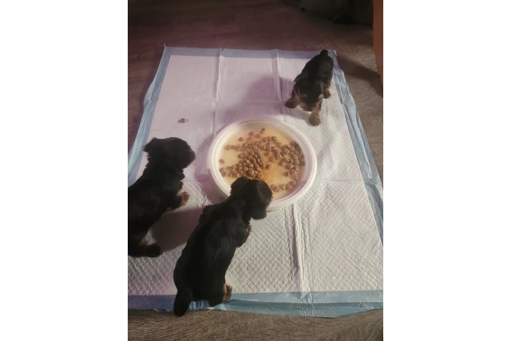 🐶✨ PERRITOS YORKIE EN VENTA ✨ image 3