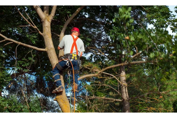 TranquiliTree Expert Tree Care image 3