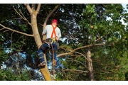 TranquiliTree Expert Tree Care thumbnail