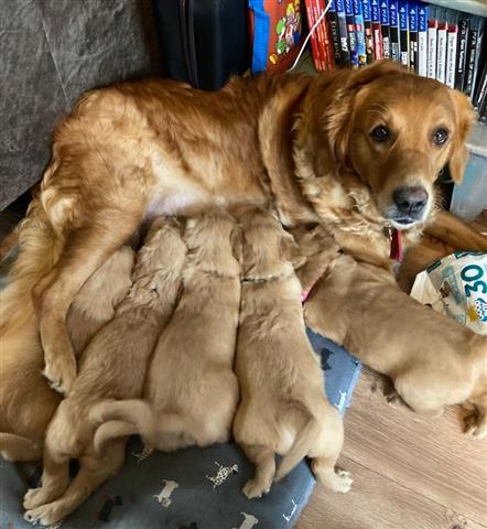 $300 : Dos cachorros Golden Retriever image 1