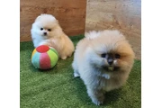$450 : Teacup Pomeranian Available thumbnail