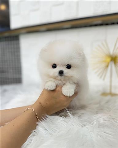 $350 : Pomerania en venta image 3