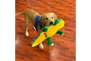 Canine Cuisine thumbnail 4