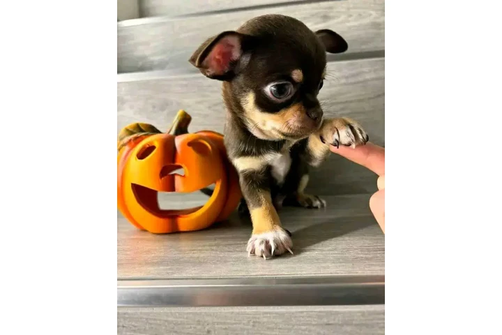 $350 : cachorros chihuahua listos image 1