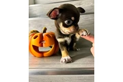 cachorros chihuahua listos en Los Angeles