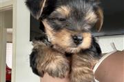 Yorkie