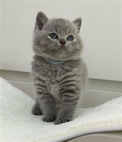 $300 : British Shorthair image 2