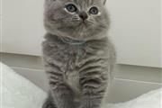 $300 : British Shorthair thumbnail