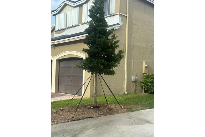 Perfect Trees Services Corp image 3