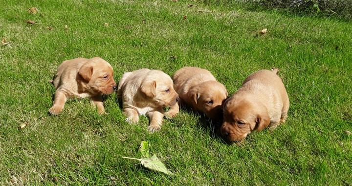 $400 : Pedigree Golden Retriever Pups image 1